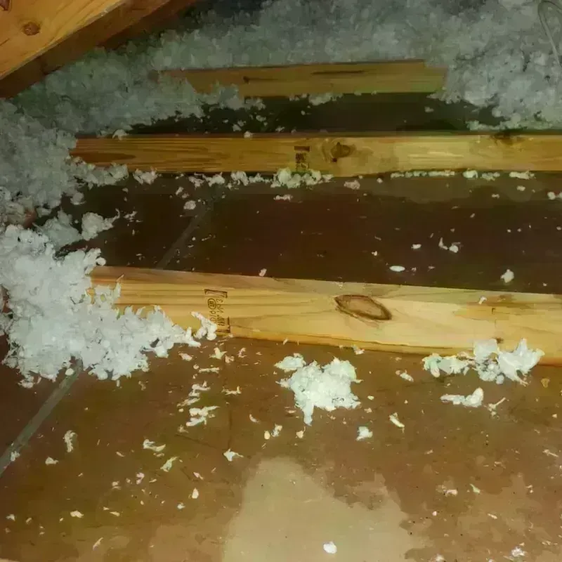 Attic Water Damage in Newburg, KY