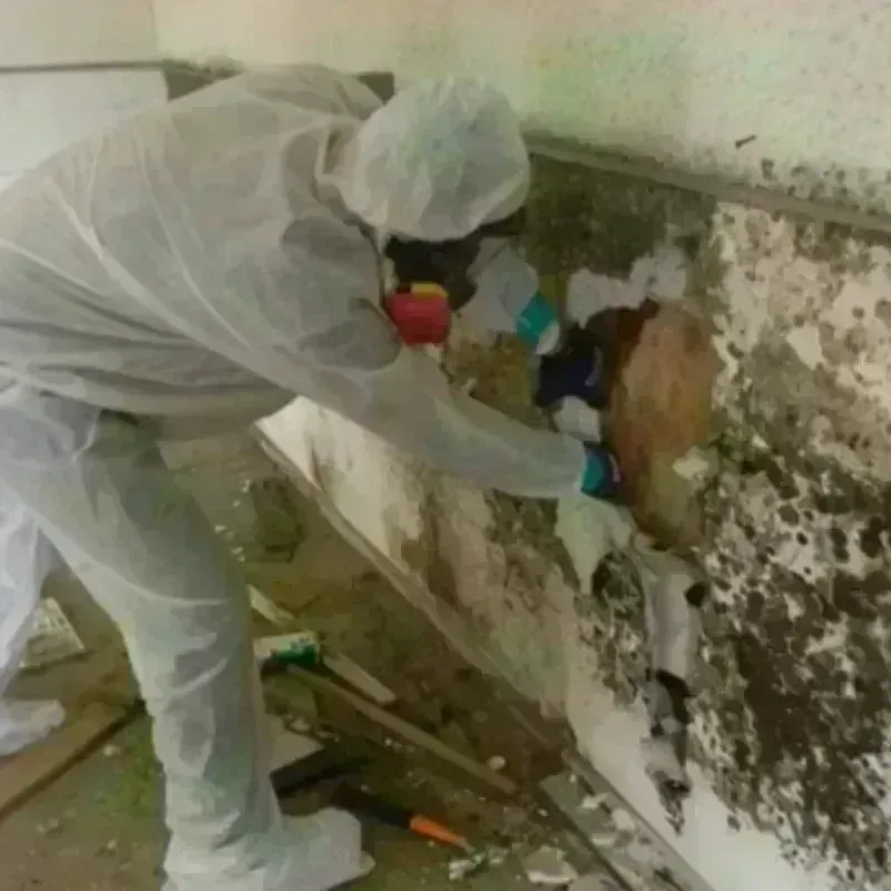 Mold Remediation and Removal in Newburg, KY